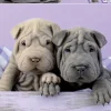 Educa Bonjour les chiens - puzzle de 100 pièces