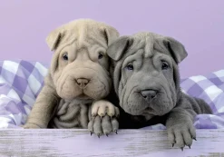 Educa Bonjour les chiens - puzzle de 100 pièces