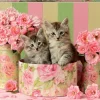 Educa Chatons avec des roses - puzzle de 500 pièces