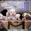 Educa Chiots - puzzle de 500 pièces