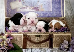 Educa Chiots - puzzle de 500 pièces