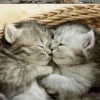 Educa Doux chatons - puzzle de 500 pièces