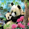 Educa Pandas - puzzle de 1000 pièces