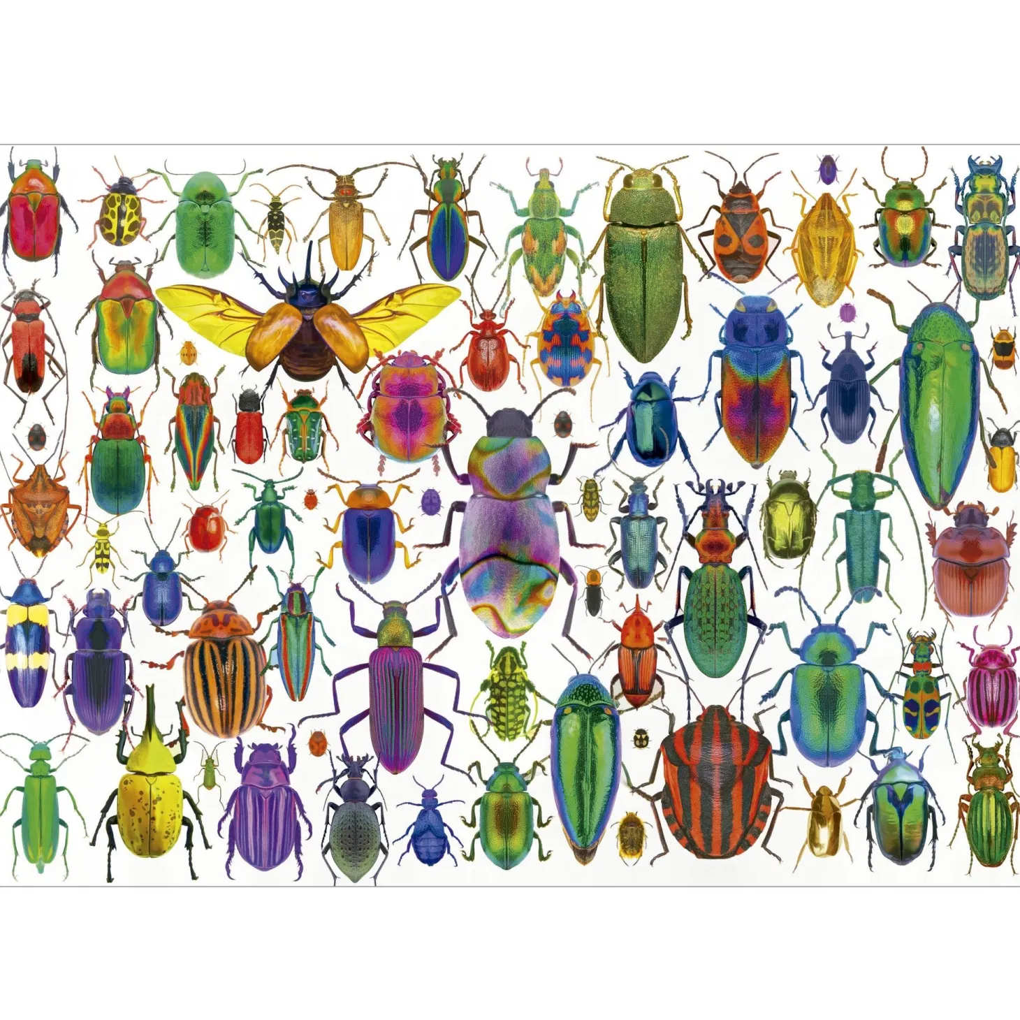 Educa Scarabées - puzzle de 500 pièces