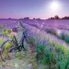 Educa Vélo dans un champ de lavande - puzzle de 1000 pièces