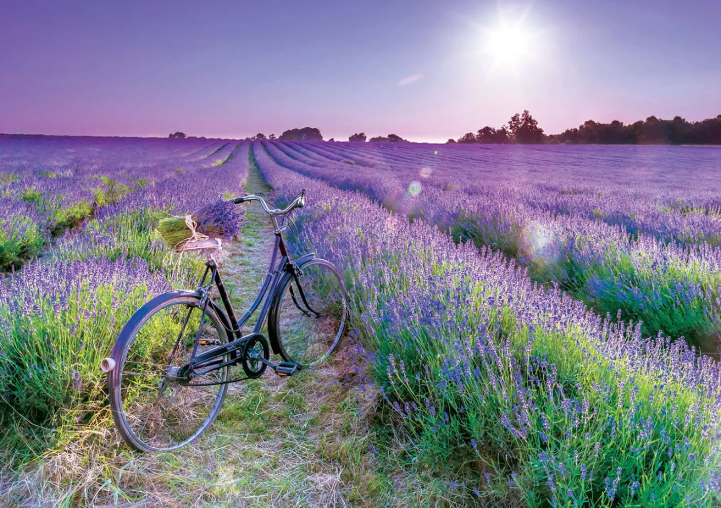 Educa Vélo dans un champ de lavande - puzzle de 1000 pièces