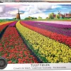 Eurographics Puzzles Champ de tulips - puzzle de 1000 pièces