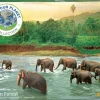 Eurographics Puzzles La forêt tropicale - puzzle de 1000 pièces