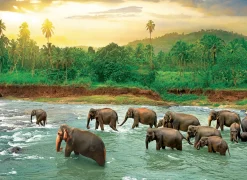 Eurographics Puzzles La forêt tropicale - puzzle de 1000 pièces