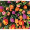 Piatnik Tulipes - 1000 pièces