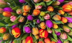Piatnik Tulipes - 1000 pièces