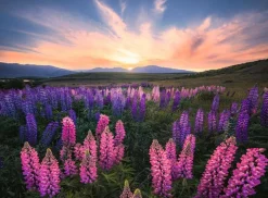 Ravensburger Lupins en fleurs - puzzle de 500 pièces