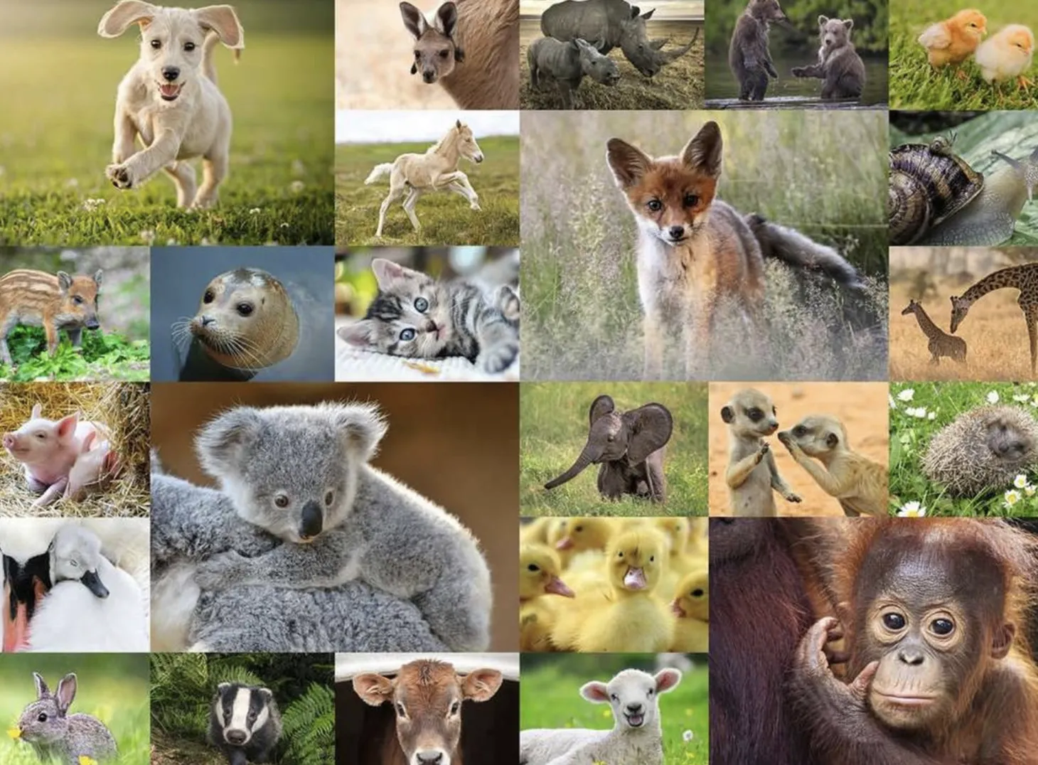Ravensburger Bébés animaux mignons - Puzzle de 200 pièces