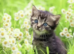 Ravensburger Chaton dans la prairie- puzzle de 500 pièces