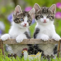 Ravensburger Chatons tigrés - 3 puzzles de 49 pièces