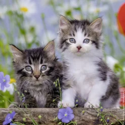 Ravensburger Chatons tigrés - 3 puzzles de 49 pièces