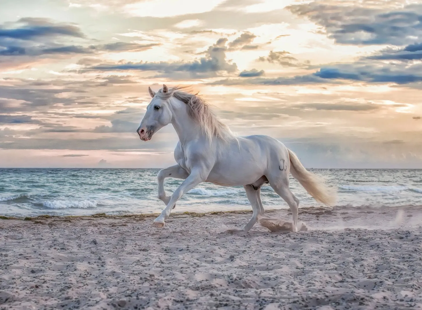 Ravensburger Cheval sur la plage - puzzle de 500 pièces