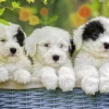 Ravensburger Chiots d'ombrage - Puzzle de 200 pièces