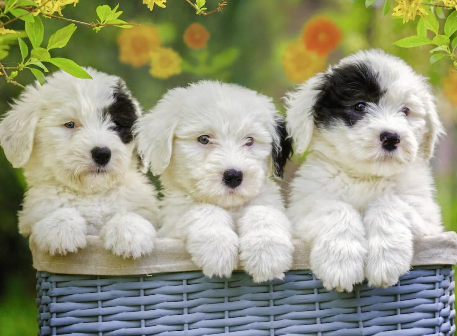 Ravensburger Chiots d'ombrage - Puzzle de 200 pièces