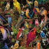 Ravensburger Les oiseaux d'art - puzzle de 1000 pièces