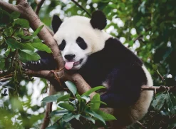 Ravensburger Panda dans l'arbre - puzzle de 500 pièces