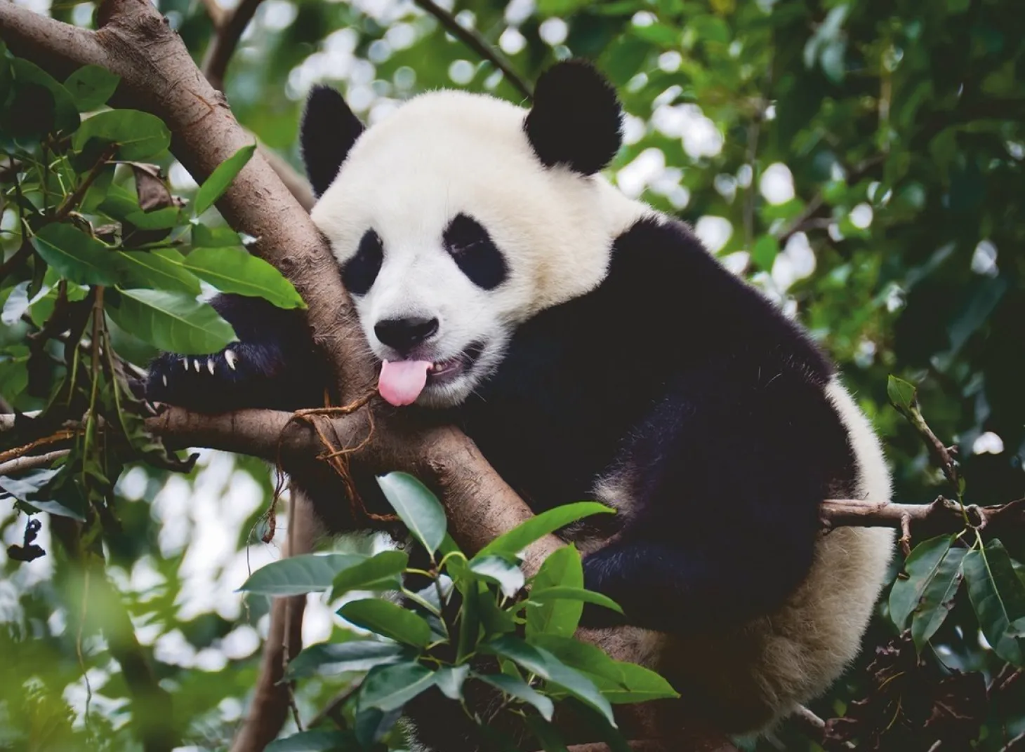 Ravensburger Panda dans l'arbre - puzzle de 500 pièces