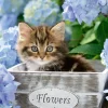 Ravensburger Petit chaton - 300 pièces