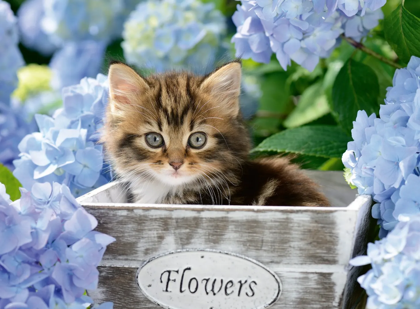 Ravensburger Petit chaton - 300 pièces