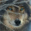 SUNSOUT Le loup - puzzle de 500 pièces