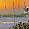 SUNSOUT Winter Sunrise - puzzle de 500 XXL pièces